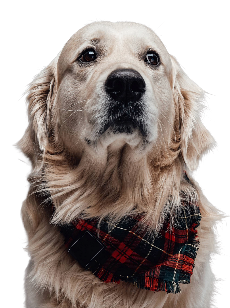Whenpets.com is where you keep your resources on pet safety on flight.