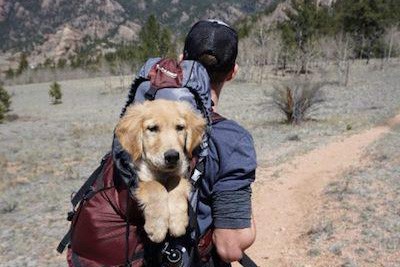 Tips to Bringing Your Pet on Vacation