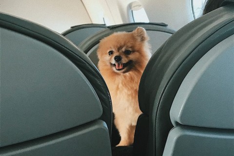 CDC has announced a Notice of Proposed Rule Making (NPRM) for CDC’s Dog and Cat Importation Regulations