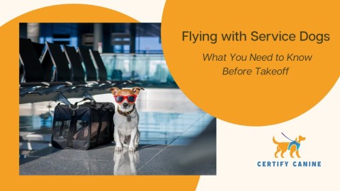 Flying with Service Dogs: What You Need to Know Before Takeoff