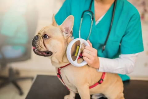 Why is Microchipping Mandatory for International Travel?