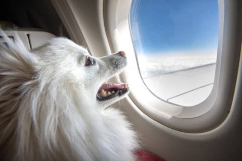 When Pets Fly® – Where Veterinary Expertise Meets Airline Know-How: Protecting Pets Every Step of the Journey