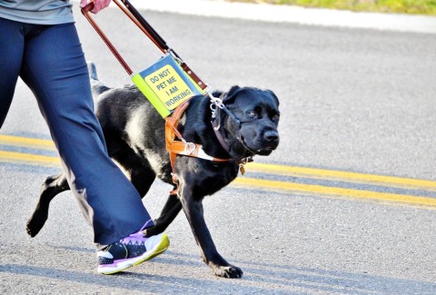 Service Dog Etiquette: Do’s and Don’ts When You See a Service Dog While Traveling