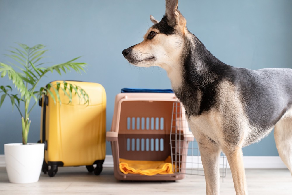 Flying Dogs in Cargo: What You Need to Know 