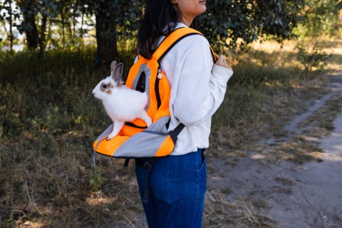 Flying with Rabbits: What Owners Need to Know
