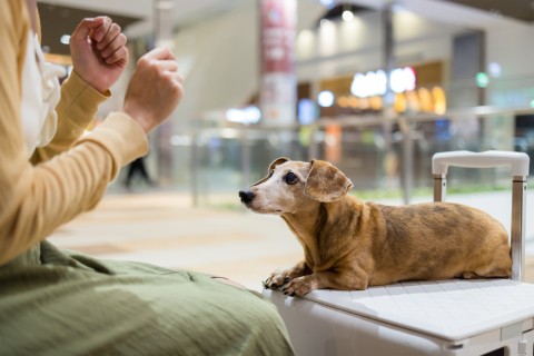 What Do I Do First When Planning & Preparing for Pet Travel